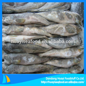 Congelados grasas greenling pescado empresas